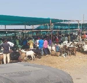 bakra_mandi_original_copy_1